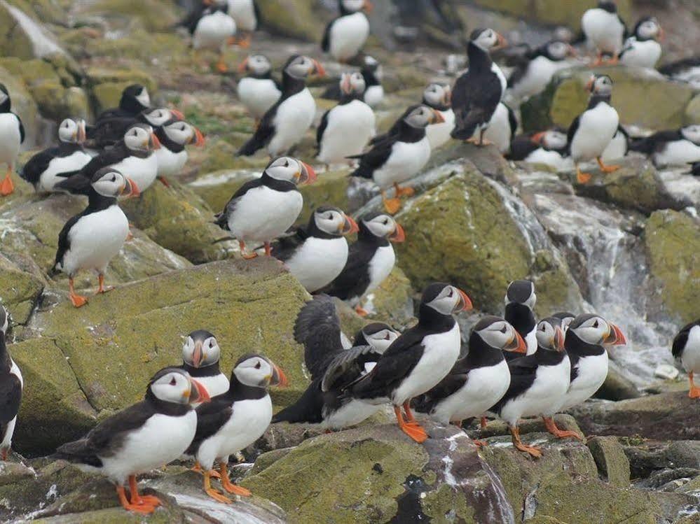 Farne Island Rooms シーハウシズ エクステリア 写真