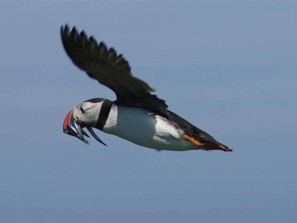 Farne Island Rooms シーハウシズ エクステリア 写真